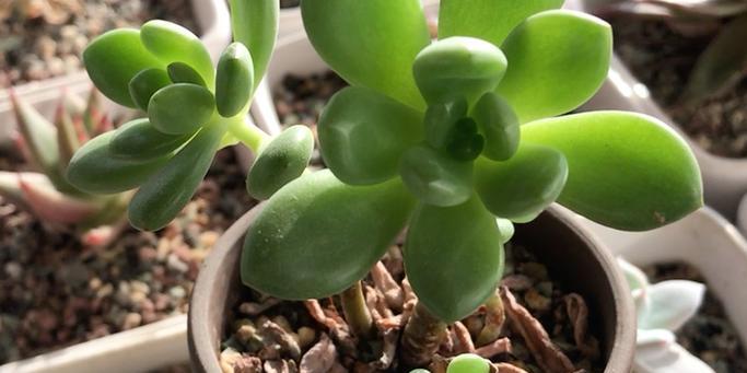春萌多肉的寓意是什么？春萌多肉花语有何特别之处？