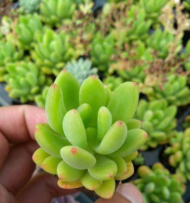 春萌多肉的寓意是什么？春萌多肉花语有何特别之处？