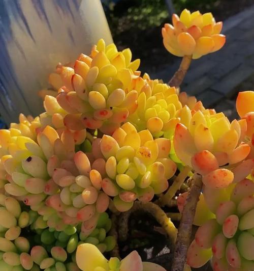 春萌多肉的寓意是什么？春萌多肉花语有何特别之处？