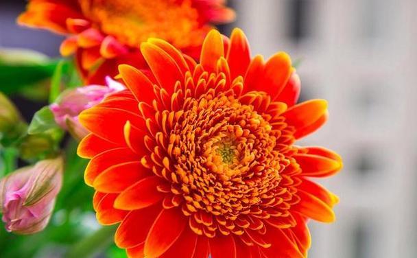 橙色非洲菊的花语含义是什么？它代表了什么？