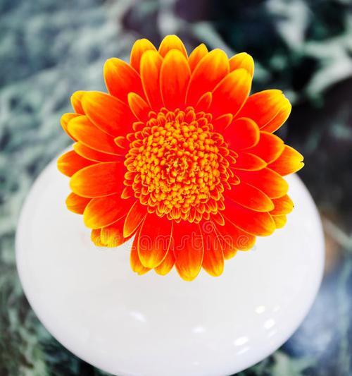 橙色非洲菊的花语含义是什么？它代表了什么？