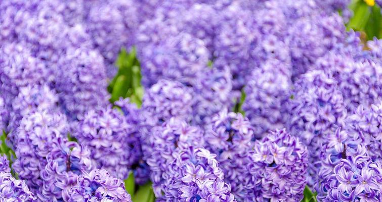 紫色风信子花语代表什么？紫色风信子的养殖方法是什么？