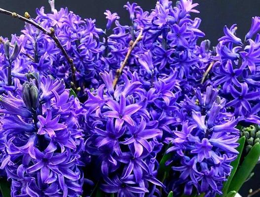 紫色风信子花语代表什么？紫色风信子的养殖方法是什么？