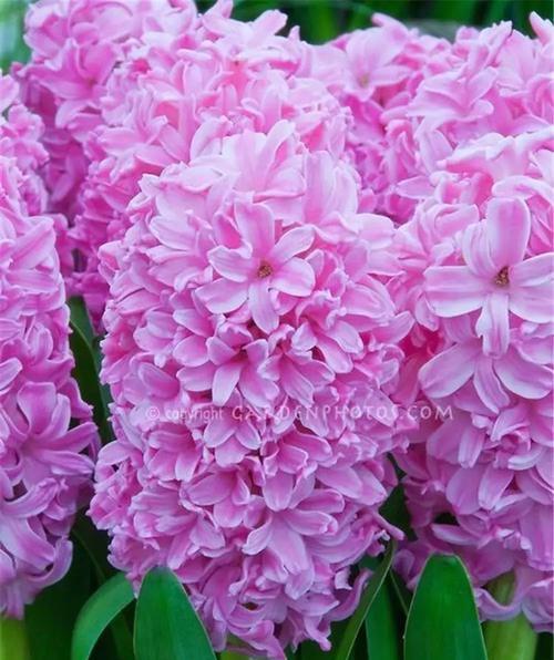 紫色风信子花语代表什么？紫色风信子的养殖方法是什么？