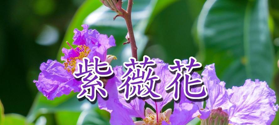 紫薇花的花语是什么？