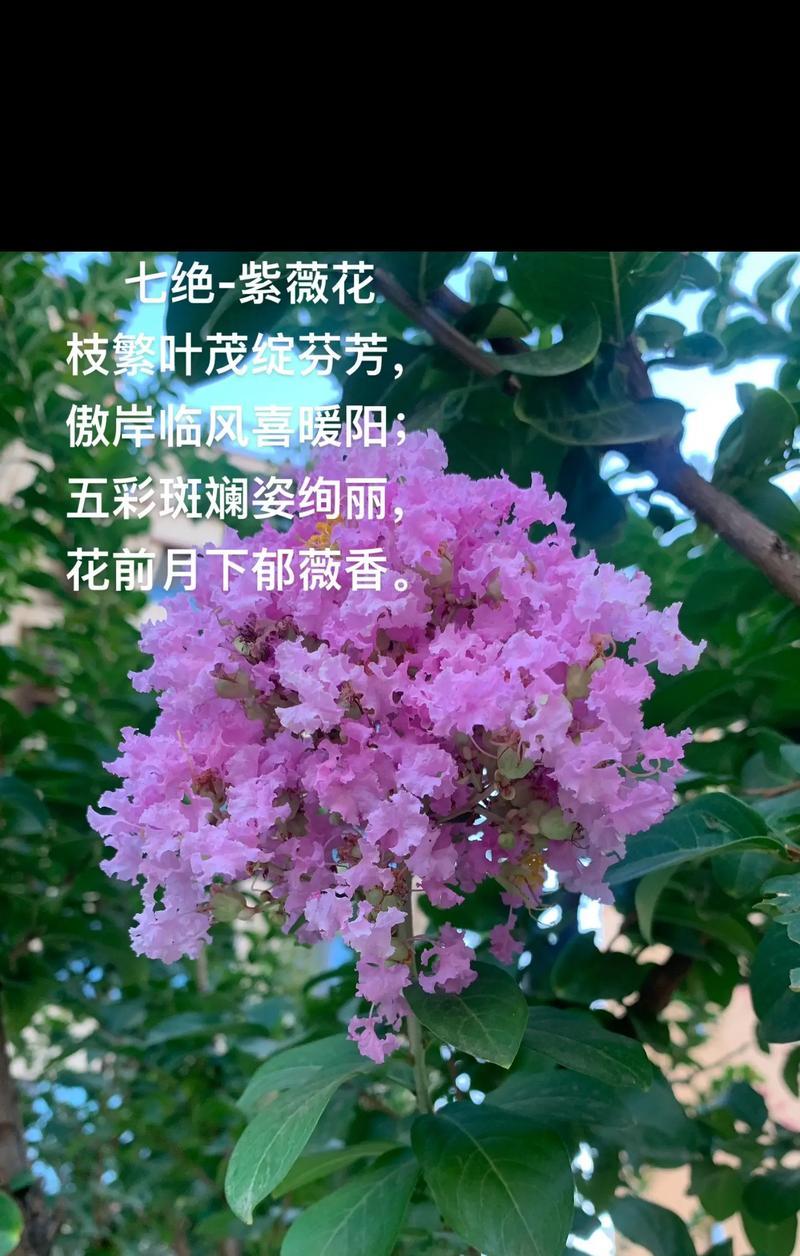 紫薇花的花语是什么？