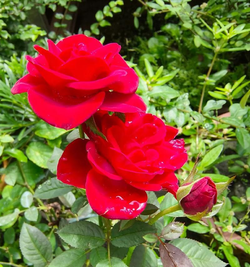 代表沉稳和宁静的花卉有哪些？