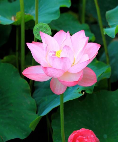 代表沉稳和宁静的花卉有哪些？