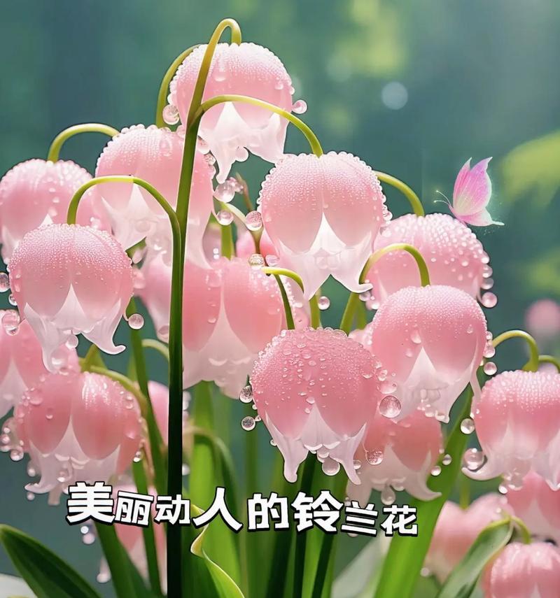 蓝玲花代表的寓意有哪些？