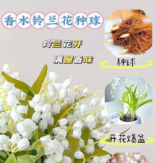 蓝玲花代表的寓意有哪些？