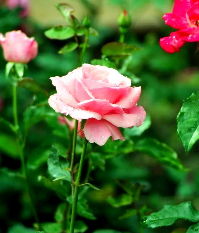 成长象征的花朵有哪些？这些花代表了什么？