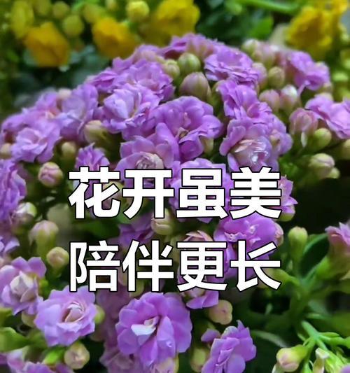 成长象征的花朵有哪些？这些花代表了什么？