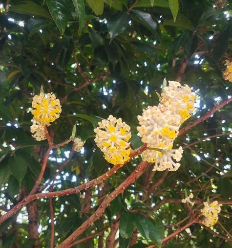 成长象征的花朵有哪些？这些花代表了什么？