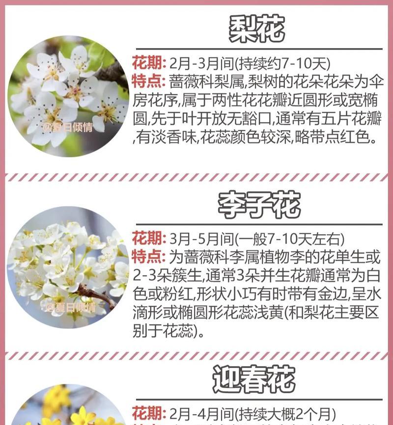 你知道不同花的寓意和象征吗？