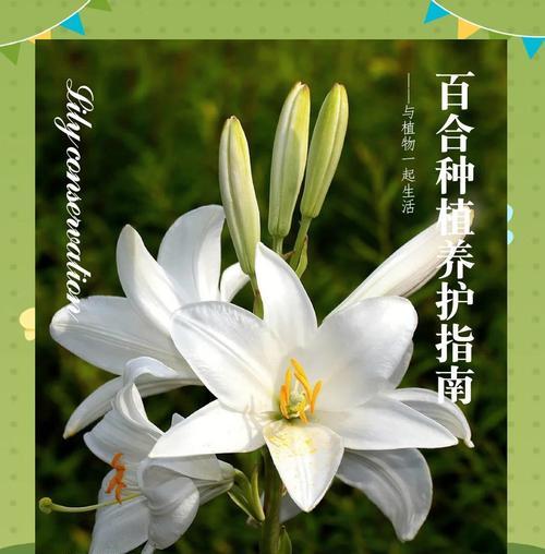 你知道不同花的寓意和象征吗？