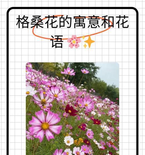 你知道不同花的寓意和象征吗？