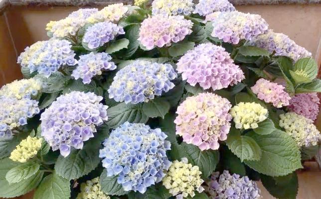 哪些花卉代表亲密和紧密的关系？