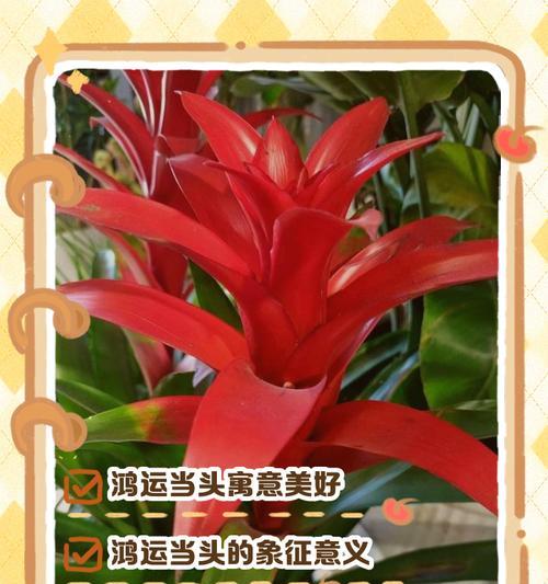 哪些花寓意鼓励及其含义是什么？