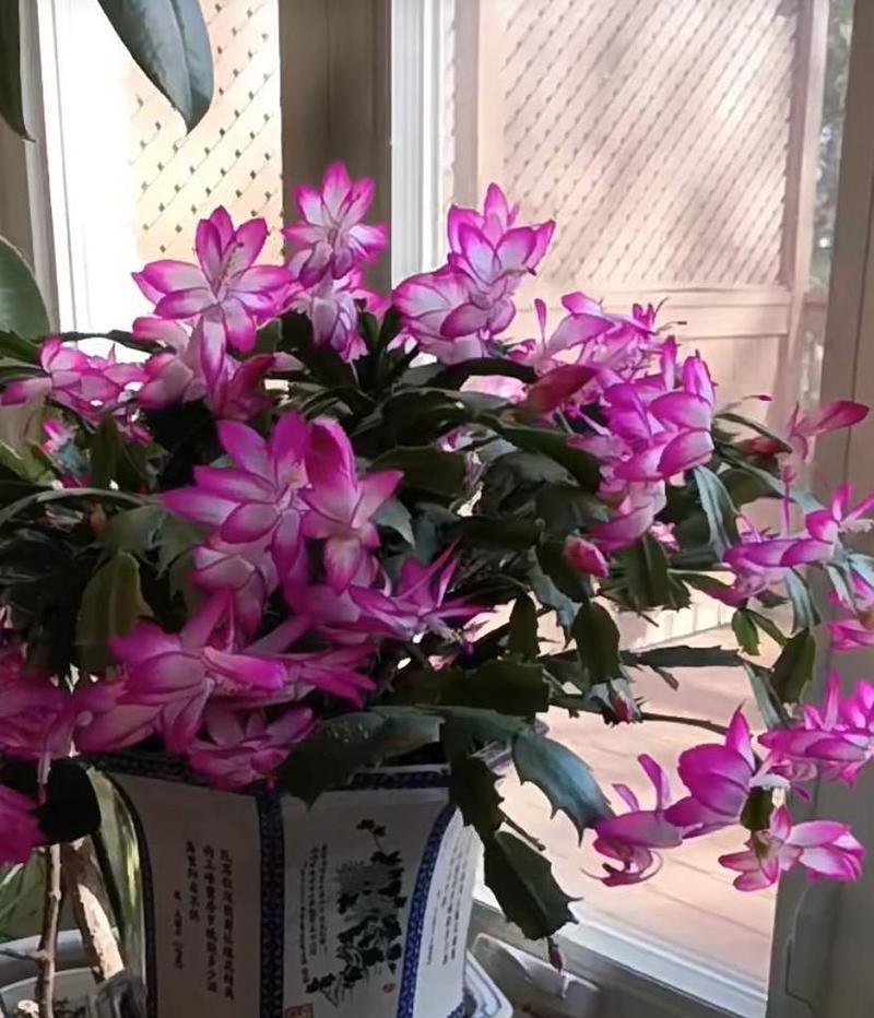 螃蟹抓花的寓意是什么？