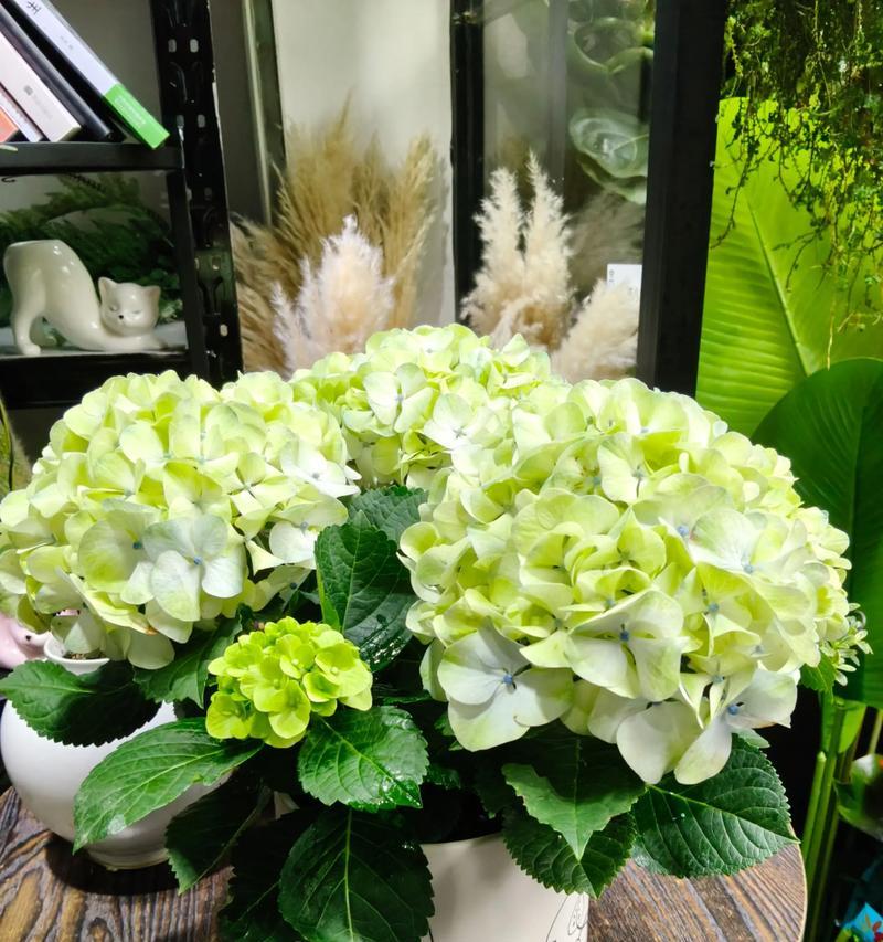 白绣球花的寓意是什么？它象征着什么？