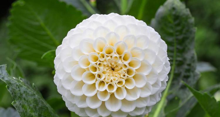 白绣球花的寓意是什么？它象征着什么？