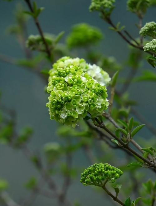 白绣球花的寓意是什么？它象征着什么？