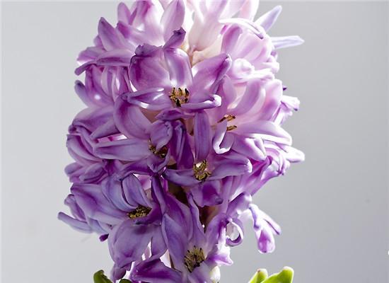 紫色风信子的花语及其寓意是什么？紫色风信子象征着什么？