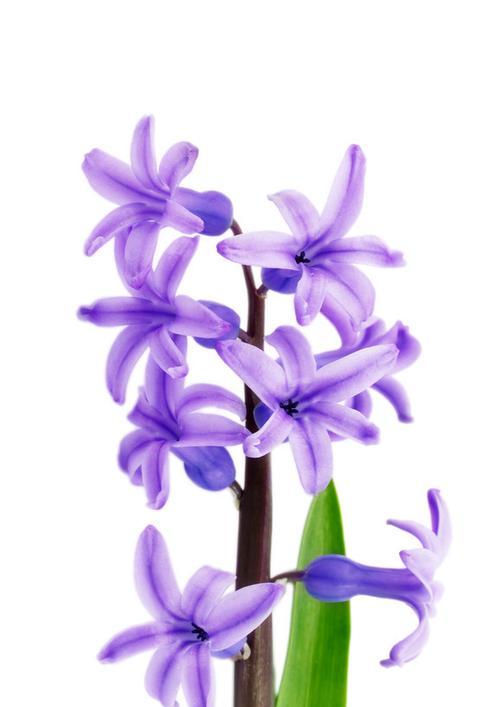 紫色风信子的花语及其寓意是什么？紫色风信子象征着什么？