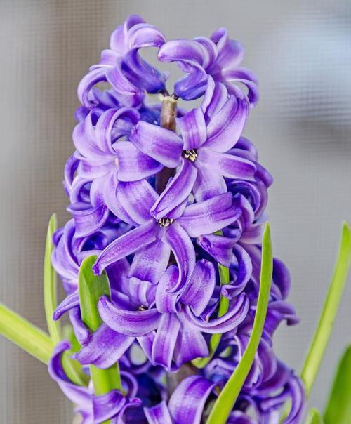 紫色风信子的花语及其寓意是什么？紫色风信子象征着什么？
