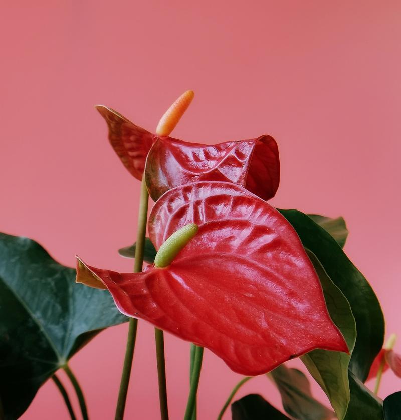 红掌的花语是什么？红掌的寓意有哪些？