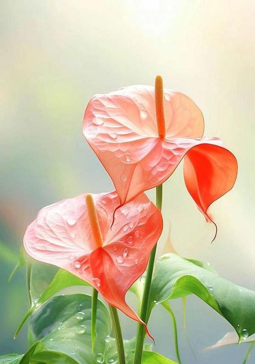 红掌的花语是什么？红掌的寓意有哪些？