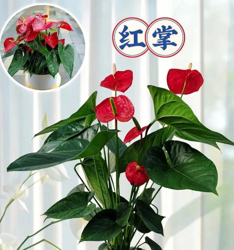 红掌的花语是什么？红掌的寓意有哪些？