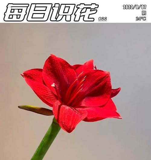 孤挺花象征着什么？