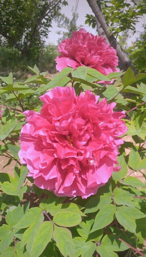 花的名字及寓意是什么？如何理解？