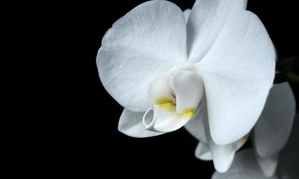 道歉花语是什么？哪种花代表道歉？