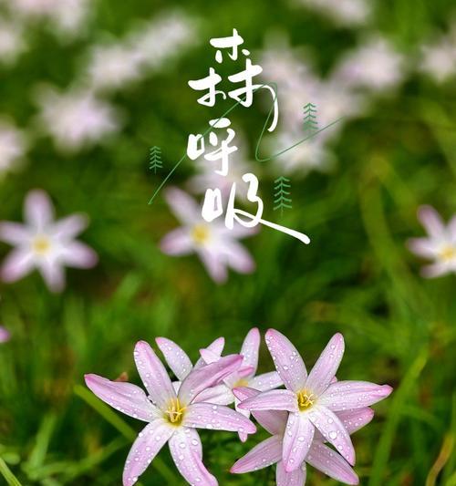 葱兰代表什么？葱兰的花语有哪些含义？