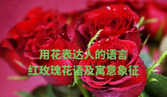 玫瑰代表的花语寓意有哪些？
