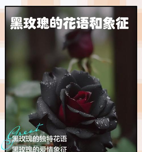 玫瑰代表的花语寓意有哪些？