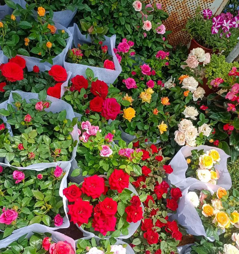 送对象花代表什么含义？不同花朵的寓意有何不同？