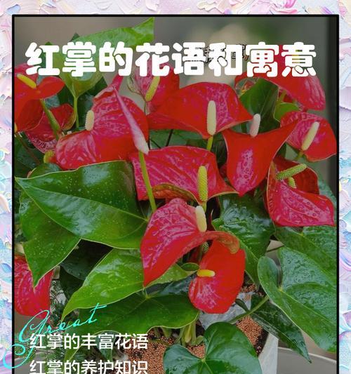 红掌的花语寓意有何深意？
