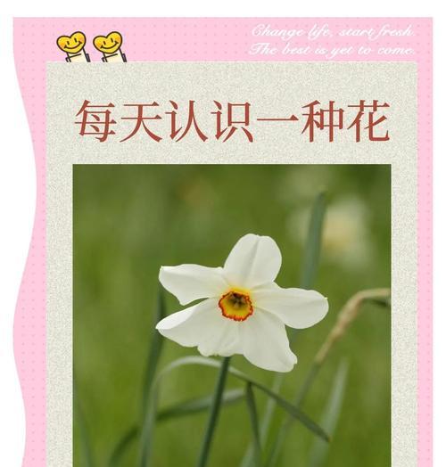 水仙花的花语是什么意思？它象征着什么？