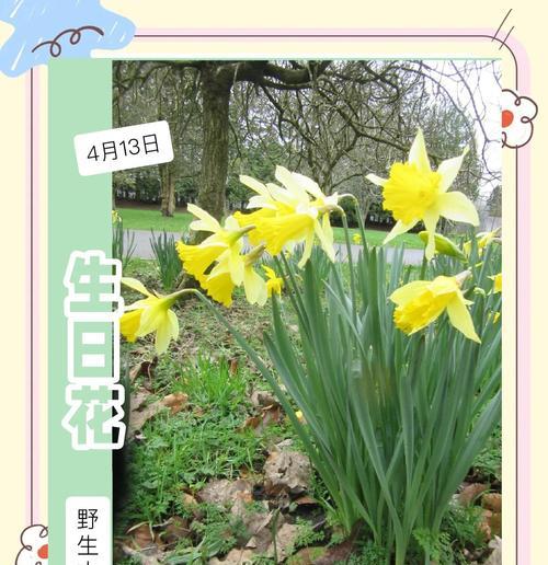 水仙花的花语是什么意思？它象征着什么？