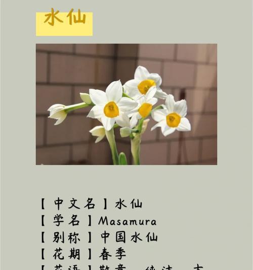 水仙花的花语是什么意思？它象征着什么？