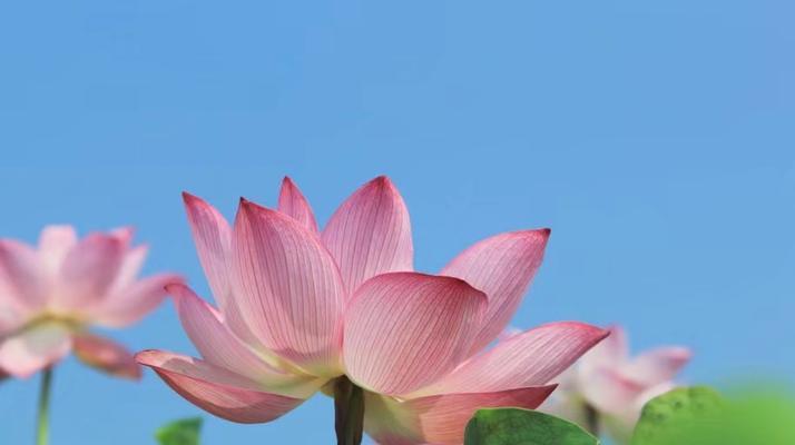 哪种花代表着纯洁和无瑕的品质？