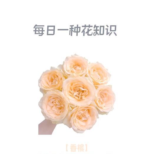 香槟玫瑰33朵的花语是什么？如何用它表达爱意？