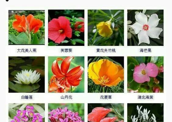 五花五逆的含义是什么？象征意义有哪些？