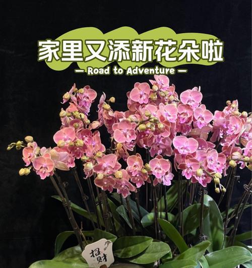 白花与蓝花搭配的花语含义是什么？