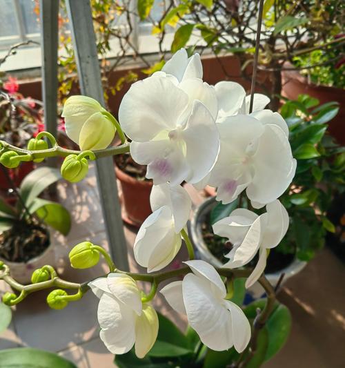 白花与蓝花搭配的花语含义是什么？