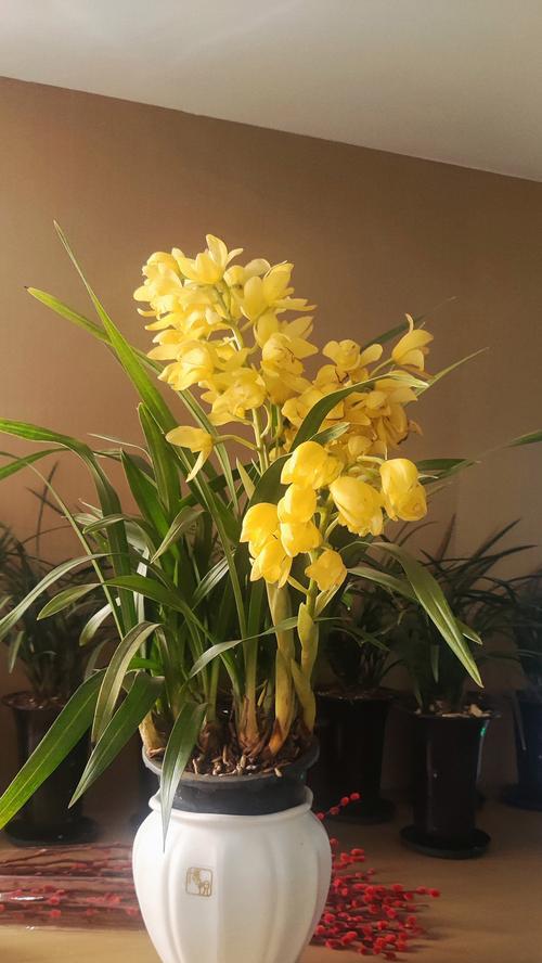 白花与蓝花搭配的花语含义是什么？