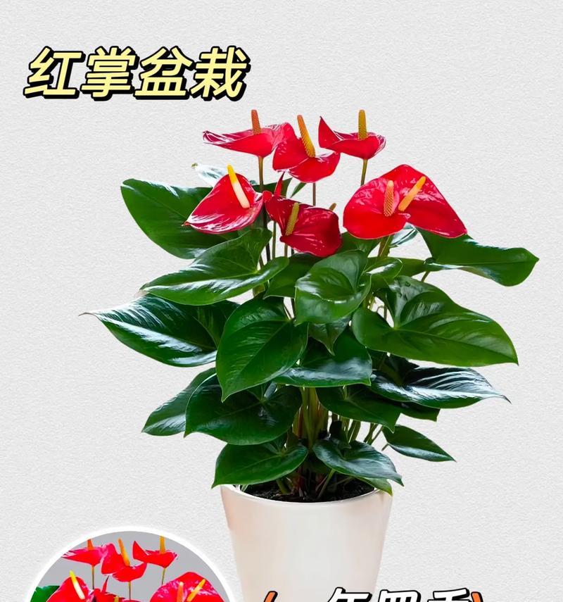 红掌的花语有哪些？红掌的寓意是什么？